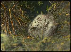 Image of Black Backed Gull in nest, Labrador (or Iceland?)